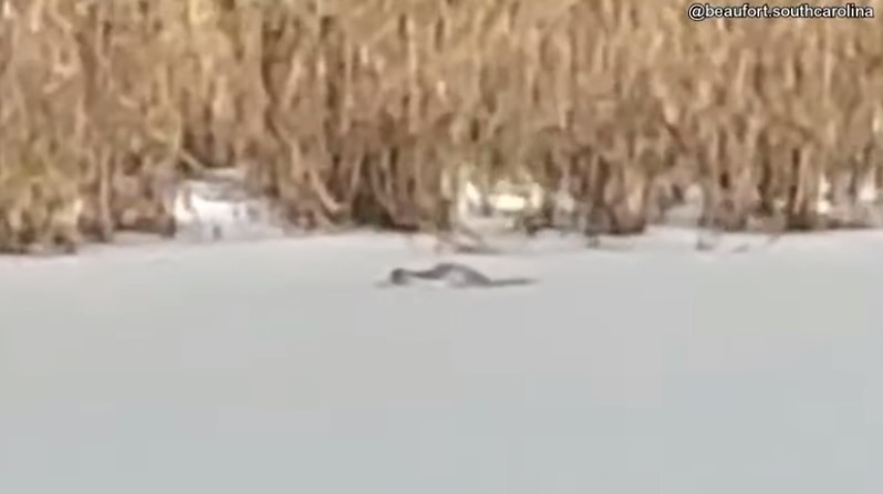 Αλιγάτορας πάγωσε ζωντανός σε λίμνη πάγου