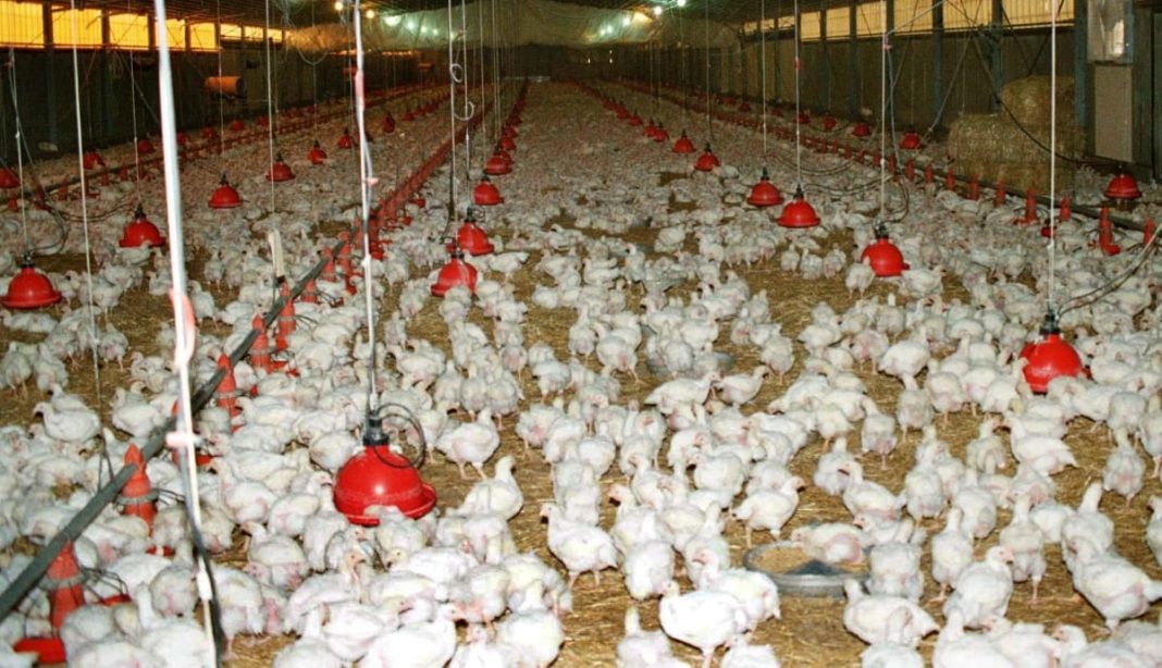 ΠΟΥ: Ο κίνδυνος για τον άνθρωπο από τη γρίπη των πτηνών παραμένει χαμηλός