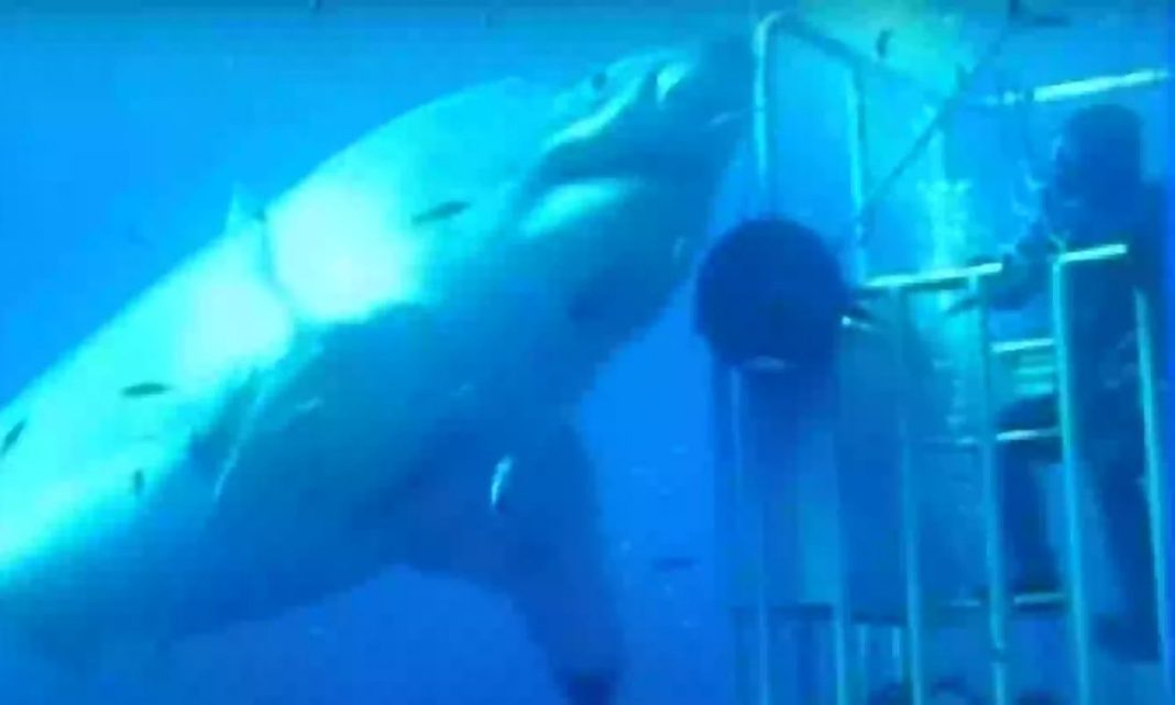 Ο μεγαλύτερος καρχαρίας που έχει καταγραφεί ποτέ σε κάμερα – Δείτε βίντεο