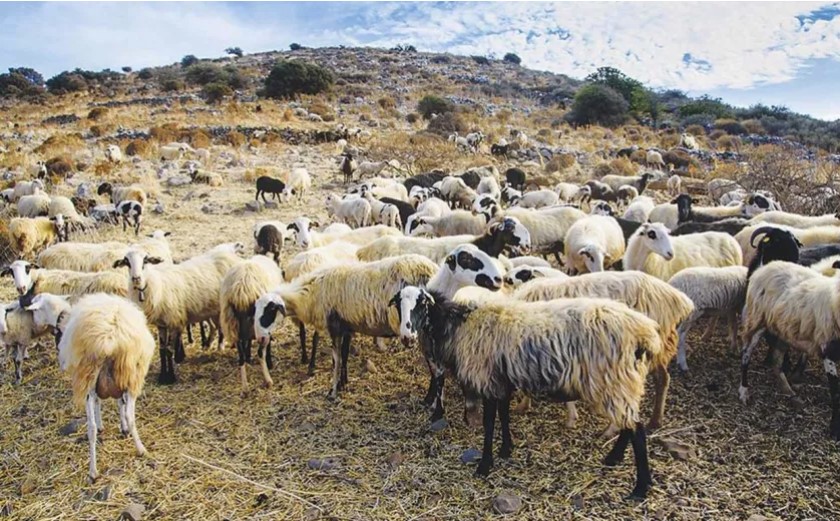 σφαγές ζώων