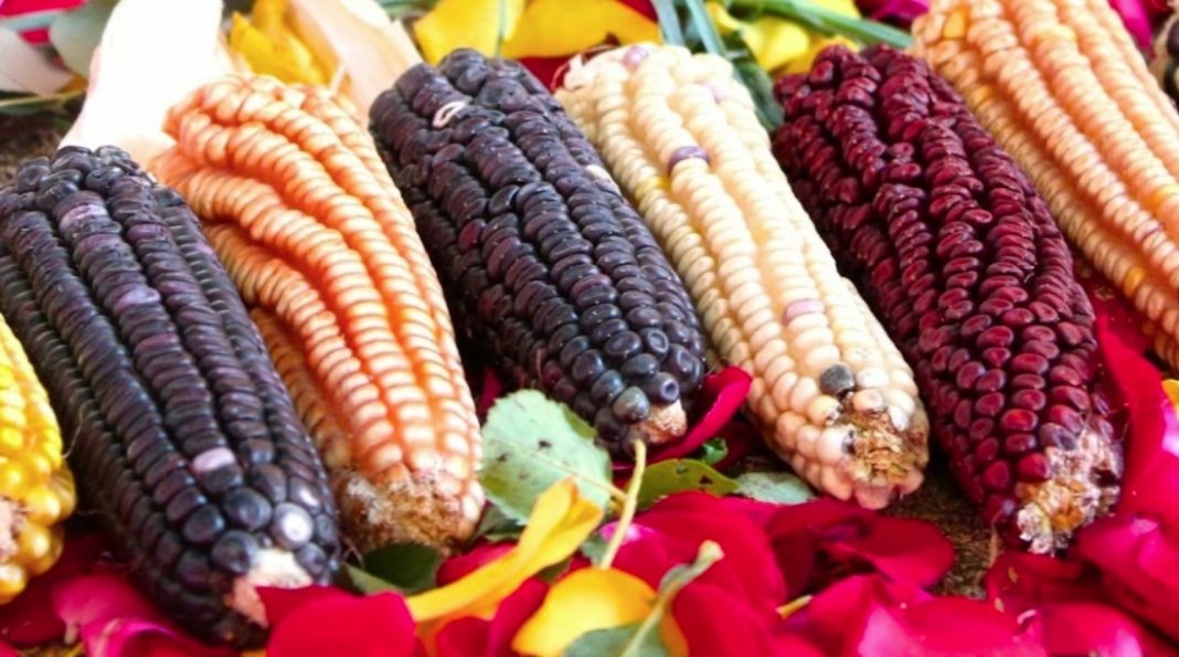 Φαραντούρης: Σημαντική νίκη στο Ευρωκοινοβούλιο για τα Γενετικά Τροποποιημένα Προϊόντα