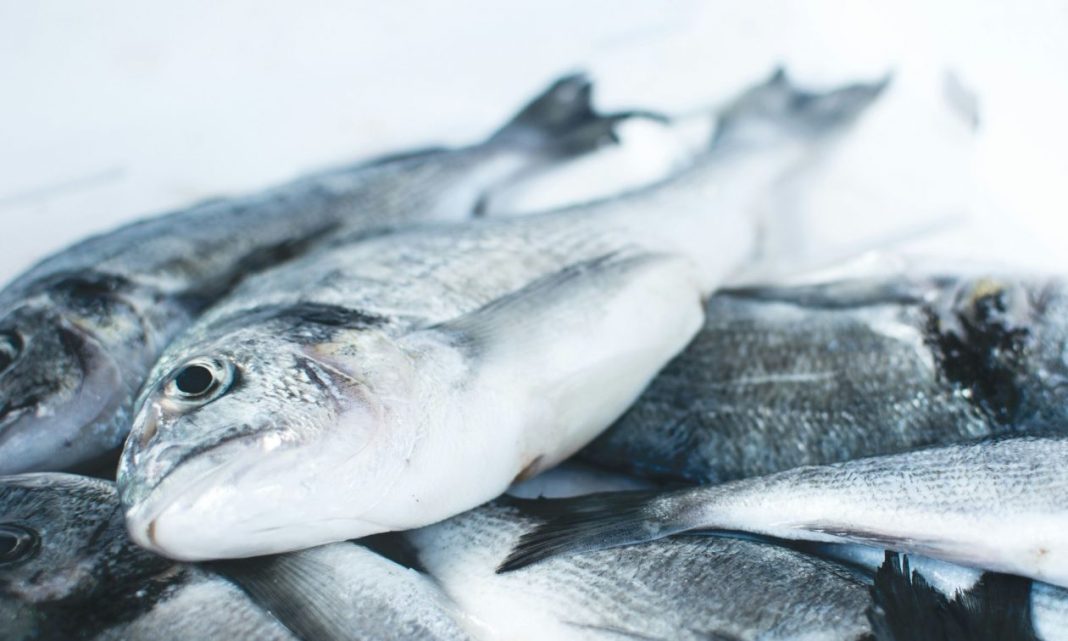 Το πιο δηλητηριώδες ψάρι στον κόσμο: Έχει 70 παράσιτα και τρώγεται σε κάθε σπίτι