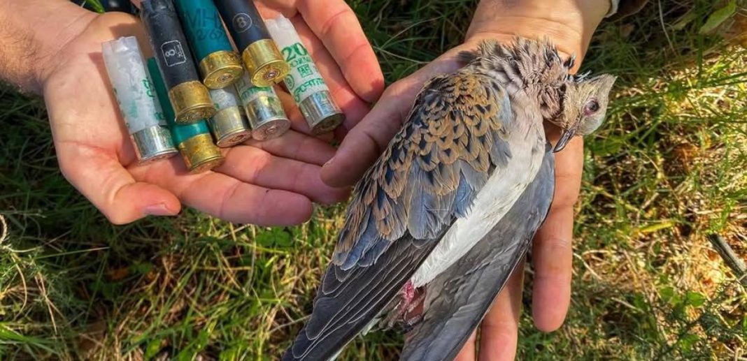 ΣΥΡΙΖΑ για λαθροθήρες / Παραδειγματική τιμωρία στους δράστες της πρωτοφανούς αγριότητας στην Ζάκυνθο