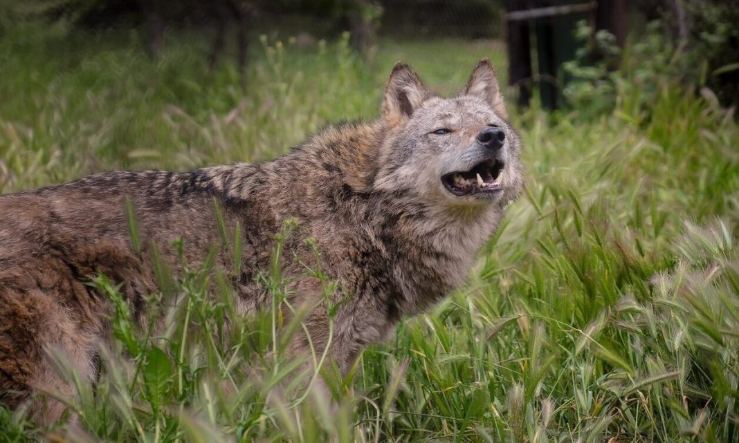 Εισαγγελεία Πρωτοδικών Αθηνών: Να απομακρυνθούν άμεσα οι λύκοι από την Πάρνηθα