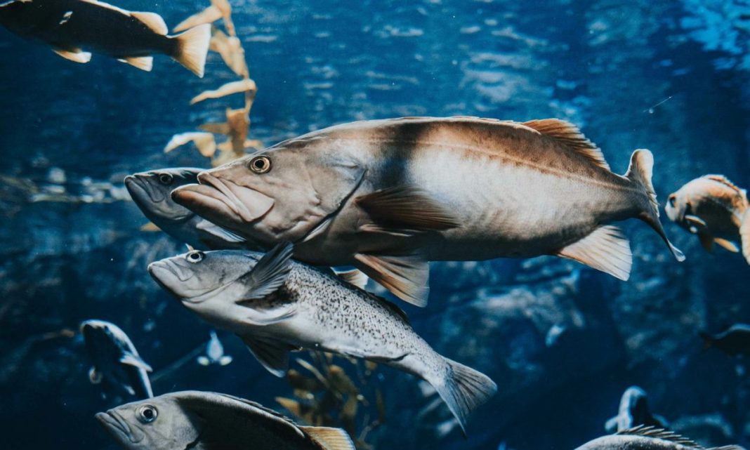 Φόβος και τρόμος οι σολομοί «ζόμπι» – Ανησυχία στην Ισλανδία, προειδοποίηση κι από την Μπγιορκ